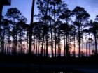 Sunrise through tall pines from the point in Driftwood Estates, 2006.