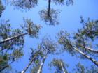 Up through the pine trees in Driftwood Estates