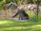 Raccoons are longtime residents of the Driftwood Estates community.