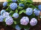 Flowers all year long in Destin