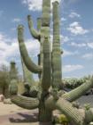 Carefree Vegetation