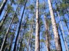 Tall pines in Driftwood 