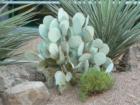 Arizona