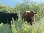 The Arizona Cows