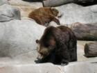 Bears at John Ball Park Zoo