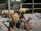 Petting Zoo at John Ball Park Zoo