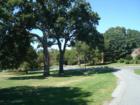 Argyle Park Located along Forest Glen Road in Silver Spring, MD 20901 - View of the Large Old Black Gum Tree - our "Bicentenial Tree"