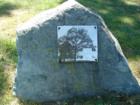 1976 Marker Stone for the Old Black Gum Tree (Bicentenial Tree) in Argyle Park, Forest Glen Road, Silver Spring, Maryland 20901