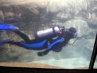 Penguin Dive at the Zoo