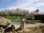 Seal Beach Dog Park