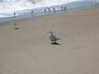 Oxnard Beach fun