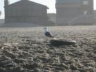 Oxnard Beach Seagull