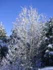 Snow in aspens along Alder Creek in Tahoe Donner.