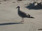 Oxnard Beach stroll