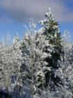 Alder Creek in Tahoe Donner is year round, with aspens, alders and lodge pole pine.