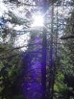 Sunstar through the lodgepole in Tahoe Donner.
