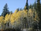 Millcreek in the Fall