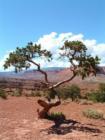 Las Vegas- tree in desert- 