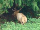 An Elk Wandering around Sedro Woolley