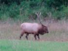 An Elk wandering around Sedro Woolley, near the "Elk Haven" community.