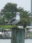 Clearwater Beach is home to lots of wildlife - especially birds. 