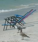 Clearwater Beach is always a great place to relax and take in the sun and surf. We've saved a beach chair for you 
      