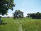 Peaceful Danada Equestrian Center - watch the horses graze
