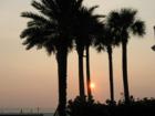 Clearwater Beach Sunset with palms 