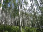 Amazing Aspens north of Pagosa Springs