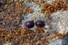 Sea Urchins!