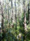Big Cypress