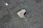 Punaluu Beach has Black Sand.