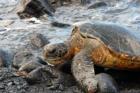 Punaluu has Honu!