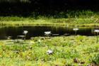 Punaluu has a marsh.
