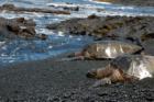 Punaluu has many Honu!