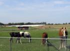 Friendly horses in western Otsego, Minnesota.