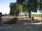 Bulls in the vineyard at Serres Ranch