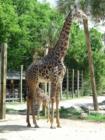 Houston Zoo, Houston, Texas