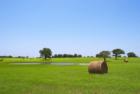 Farm Fields just outside of Marlin