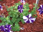 Petunias come in a variety of colors to suit every Brevard County Home