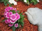 Use Dianthus at the lower level of your flowering garden to help sell your house in Brevard County Florida