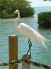 Great Egret taken in Key Largo Florida