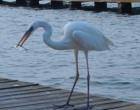 Having lunch in Key West, FL
