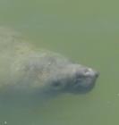 West Indian Manatee seen from the viewing platform at Haulover Canal, Titusville, Brevard County FL