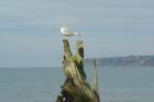Birch Bay State Park 