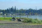 Birch Bay Village Marina