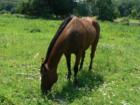 Some beautiful animals, Old Bethpage Village Restoration, Long Island, New York in Oyster Bay.
      By:  Feng Shui Long Island