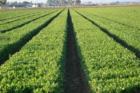 Cilantro field in Santa Maria near Stowell Road.
