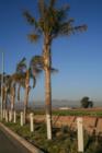 Palm trees with agricultural fields and mountains in the background.