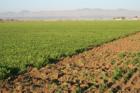Agricultural fields and beautiful mountains in the background.